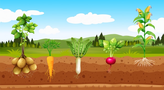 Landbouw groenten en ondergrondse wortel