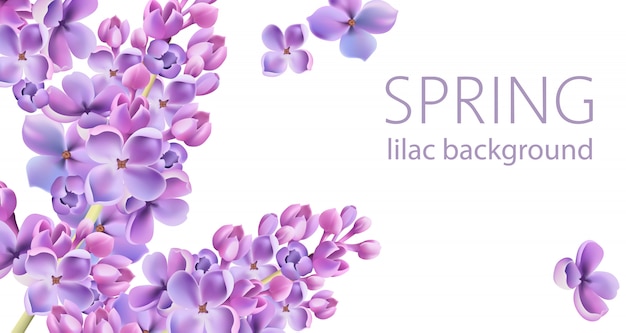 Lente Lilac bloemachtergrond met plaats voor tekst