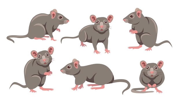 Leuke grijze muis in verschillende poses cartoon afbeelding set. Kleine huismuizen of rattenkarakter met lange staart die op witte achtergrond wordt geïsoleerd. Dierlijk, knaagdierconcept