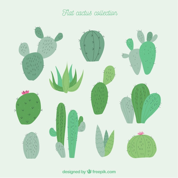 Leuke verzameling van moderne cactussen