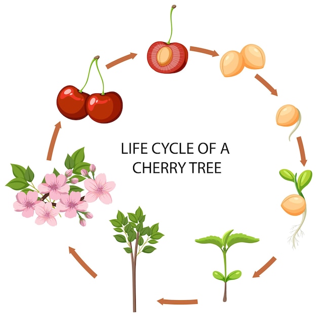 Levenscyclus van de kersenboom