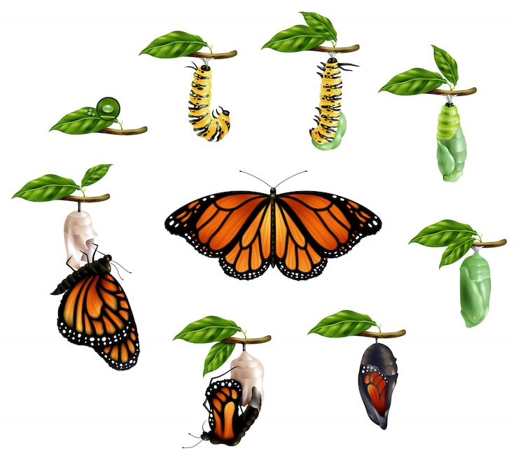 Gratis Vector levenscyclus van vlinder realistische set
