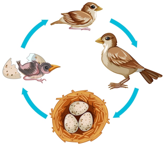 Levenscyclus van vogels op wit