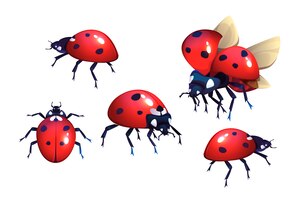 Lieveheersbeestjes met rode en zwarte vlekken
