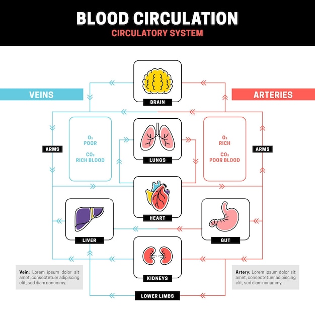 Lineaire bloedsomloop infographic