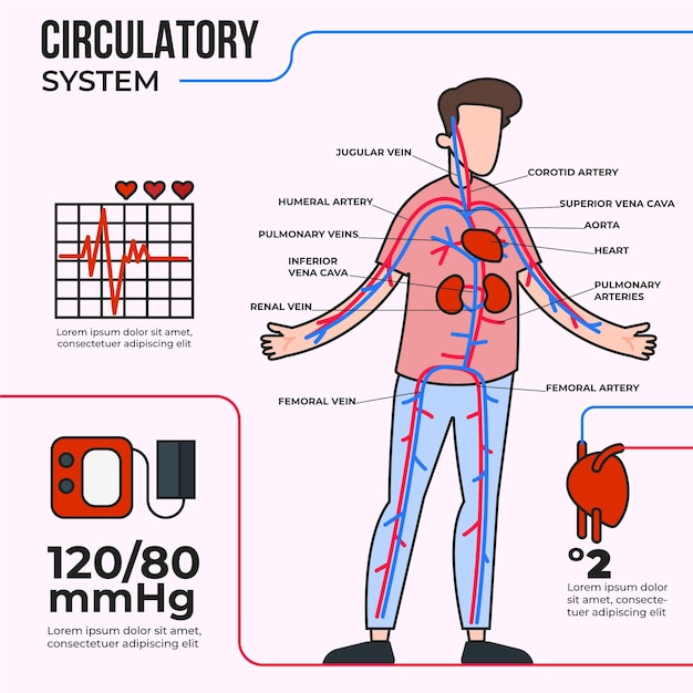 Lineaire bloedsomloop infographic