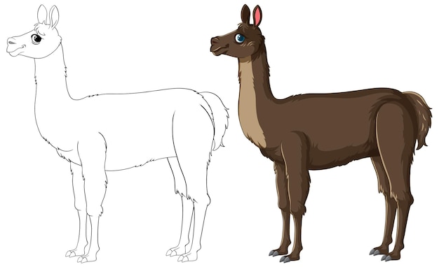 Gratis vector llama-illustratie van schets tot kleur