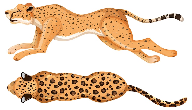Gratis Vector luchtbeeld van lopende cheetahs