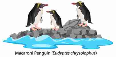 Gratis vector macaroni-pinguïnbeeldverhaal op de rots