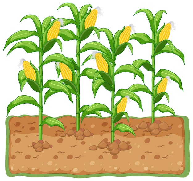 Gratis vector maïsplant groeit met bodem cartoon