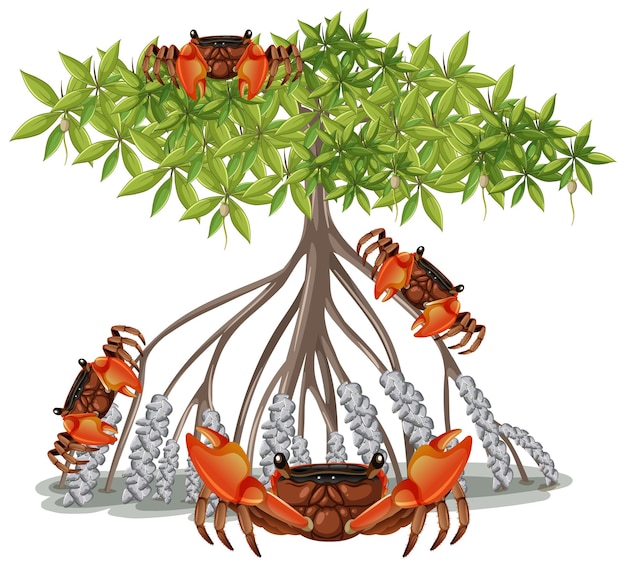 Gratis vector mangrove wortel krab met mangrove boom in cartoon-stijl op witte achtergrond