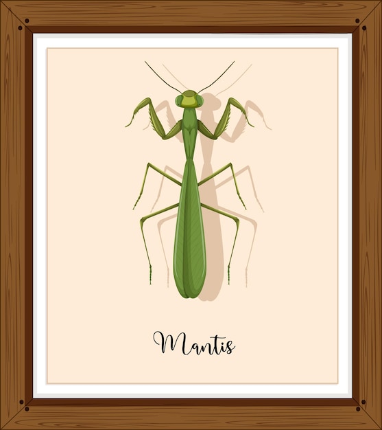 Mantis op houten frame