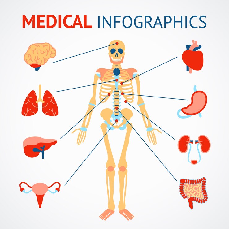 Gratis Vector medische infografische set van menselijk skelet en inwendige organen vectorillustratie