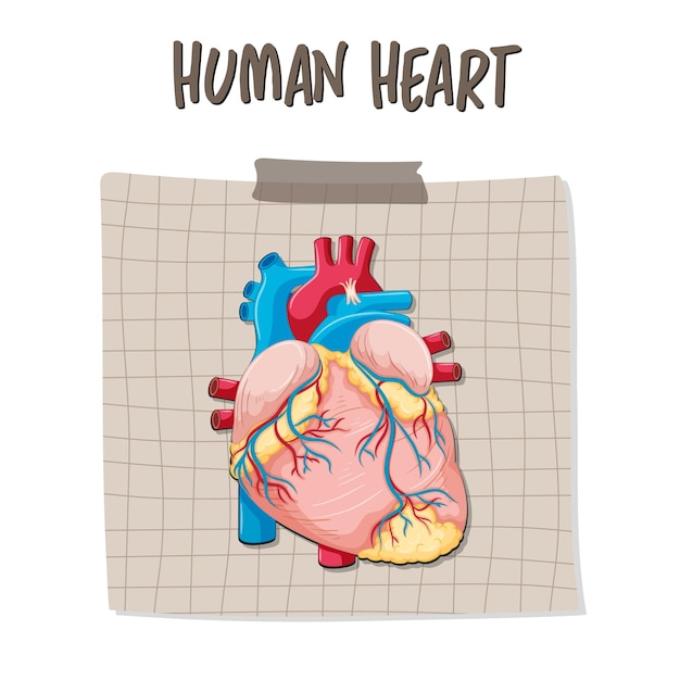 Gratis vector menselijk inwendig orgaan met hart