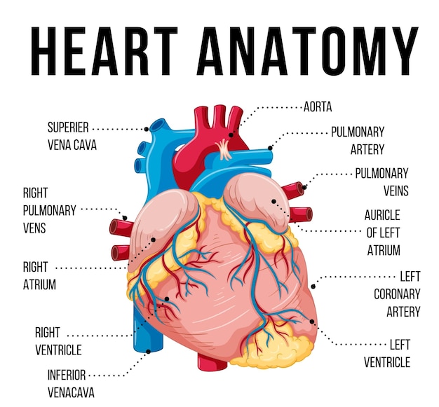 Gratis vector menselijk inwendig orgaan met hart