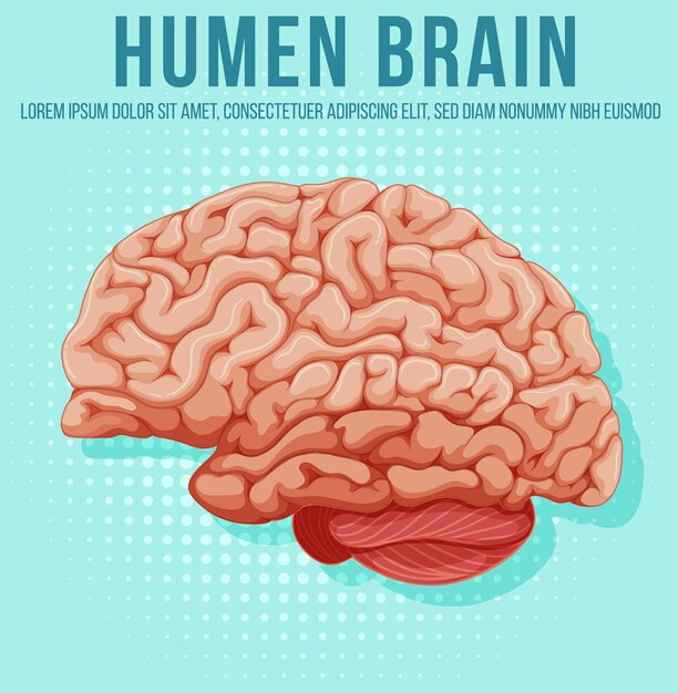 Menselijk inwendig orgaan met hersenen