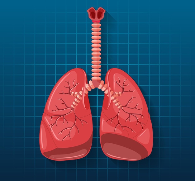 Gratis vector menselijk inwendig orgaan met longen