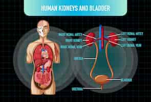 Gratis vector menselijk inwendig orgaan met nieren en blaas
