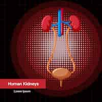 Gratis vector menselijk inwendig orgaan met nieren en blaas