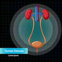 Gratis vector menselijk inwendig orgaan met nieren en blaas