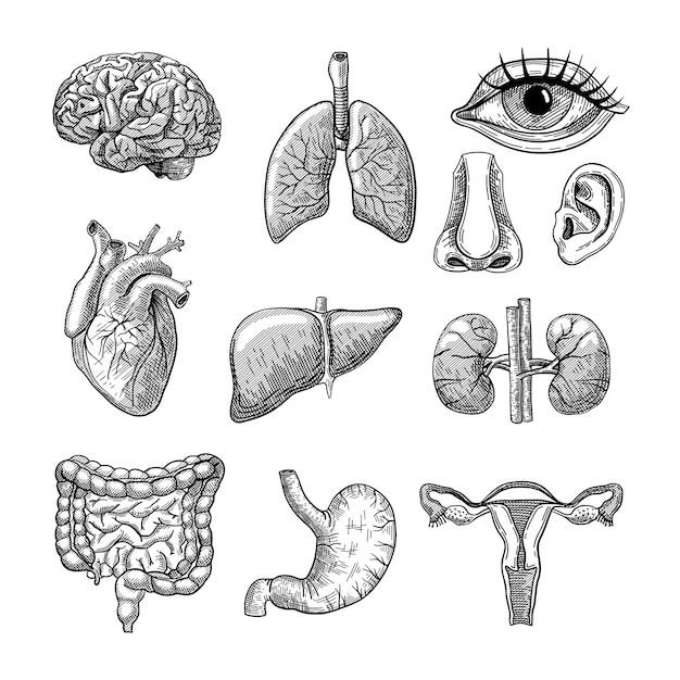 Menselijk lichaamsorganen gegraveerde illustraties set