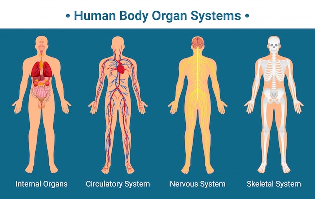 Gratis vector menselijk lichaamsorgelsystemen poster