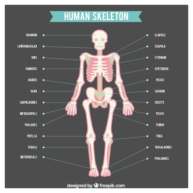 Menselijk skelet met namen van lichaamsdelen