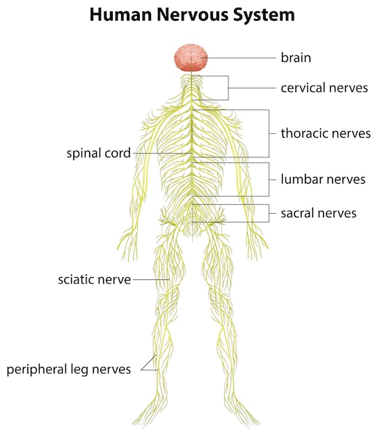 Gratis vector menselijk zenuwstelsel