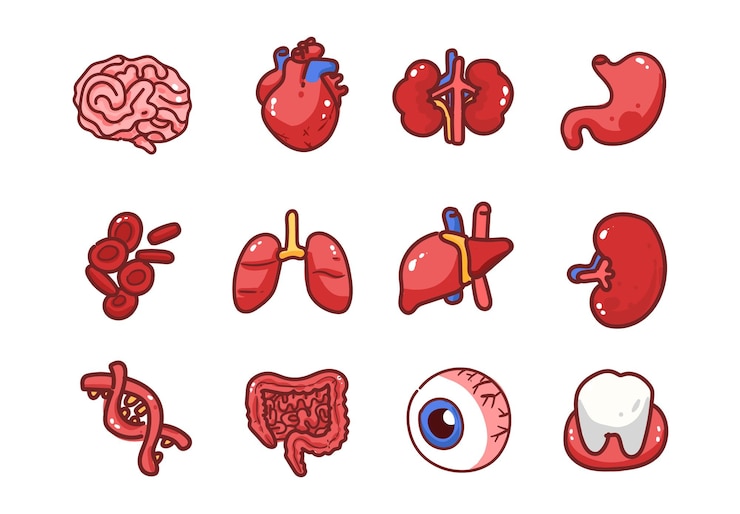 Gratis Vector menselijke anatomie iconen cartoon vector illustratie