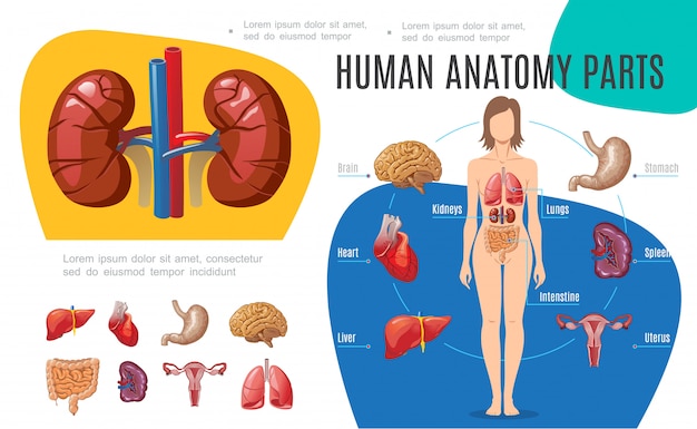 Gratis vector menselijke anatomie infographic sjabloon met vrouw lichaam hersenen maag lever baarmoeder hart nieren longen darm milt in cartoon-stijl