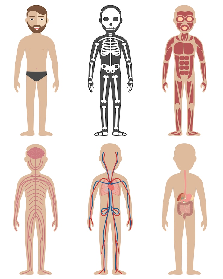 Gratis Vector menselijke anatomie ontwerpen