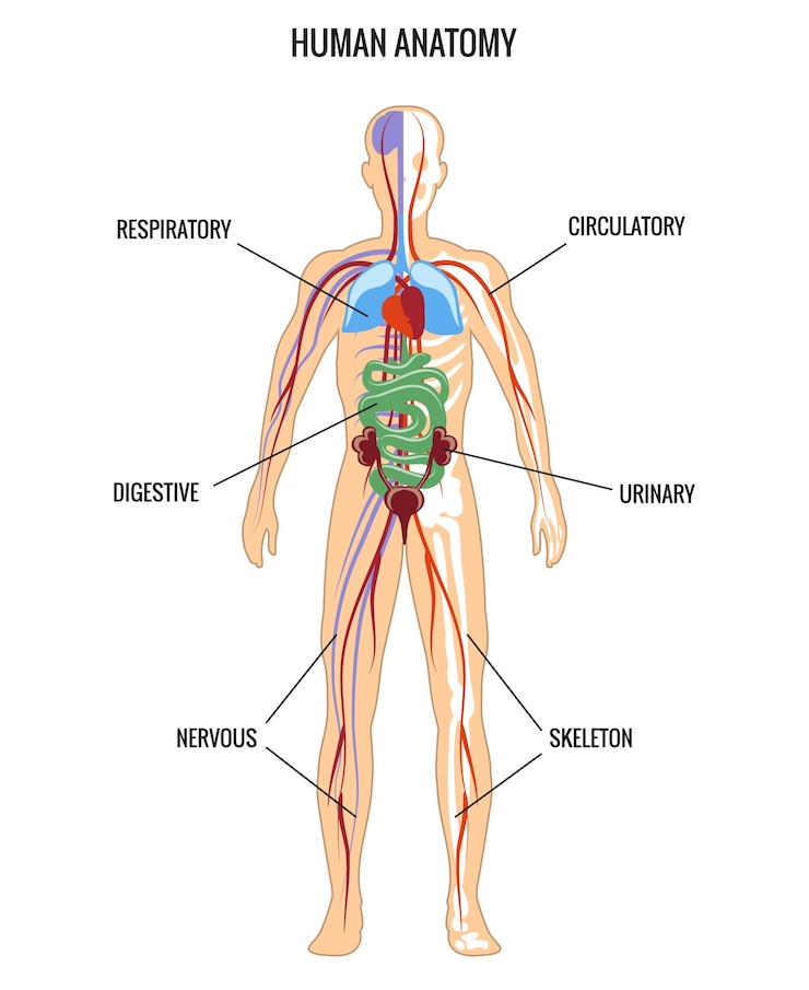 Gratis Vector menselijke anatomie. urinewegen en spijsvertering, skelet en luchtwegen, zenuwachtig.