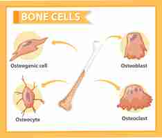 Gratis vector menselijke botcellen anatomie