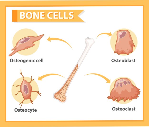 Menselijke botcellen anatomie