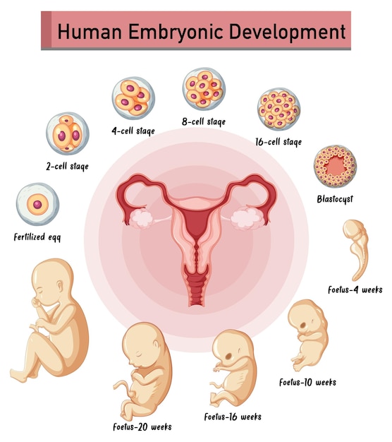 Menselijke embryonale ontwikkeling in menselijke infographic