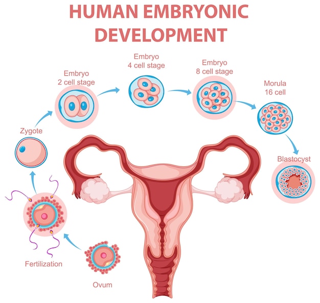 Menselijke embryonale ontwikkeling in menselijke infographic