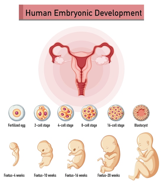 Gratis vector menselijke embryonale ontwikkeling in menselijke infographic