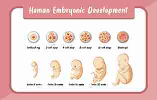 Gratis vector menselijke embryonale ontwikkeling infographic
