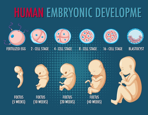 Menselijke embryonale ontwikkeling infographic