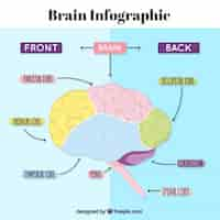 Gratis vector menselijke hersenen infographic met pijlen en kleuren