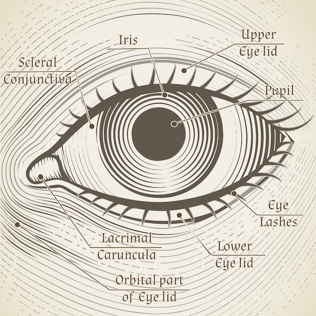 Gratis vector menselijke oogets met bijschriften. hoornvlies, iris en pupil. noem delen van het oog voor boeken, encyclopedieën