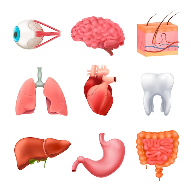 Menselijke organen anatomie realistische Set