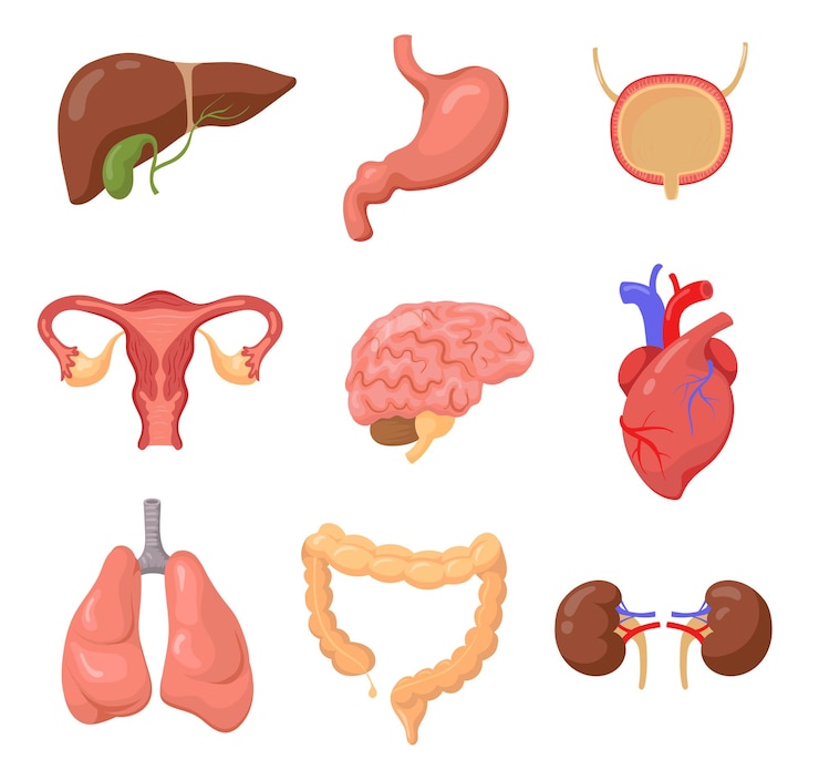 Gratis Vector menselijke organen ingesteld op wit