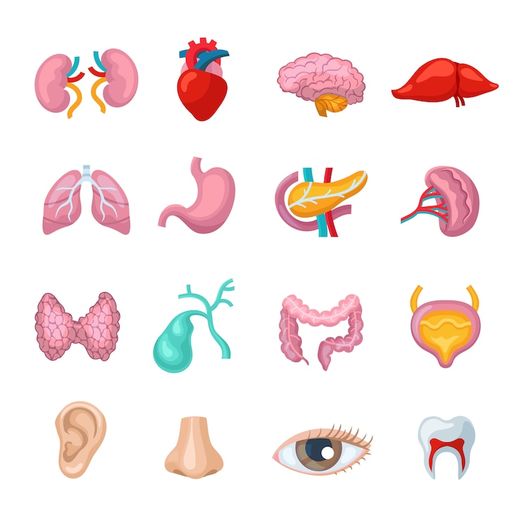 Gratis Vector menselijke organen plat pictogrammen instellen