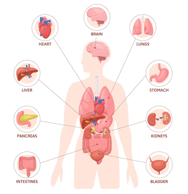 Gratis vector menselijke organen platte infographics met silhouet van lichaam met gekleurde interne organen cirkel pictogrammen en tekst vectorillustratie