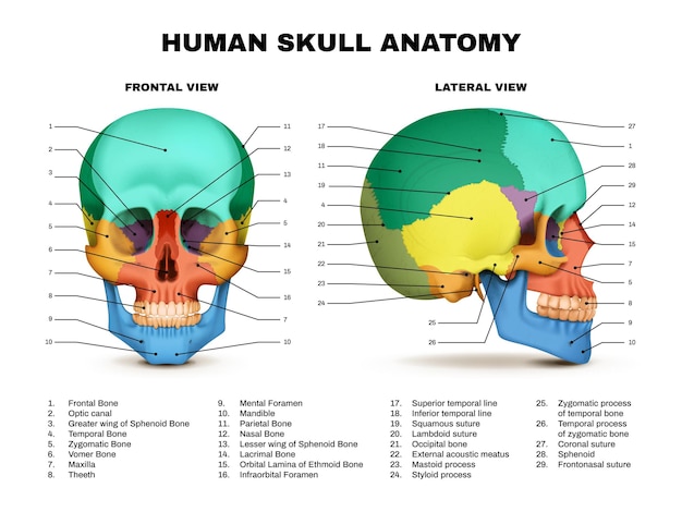 Gratis vector menselijke schedel anatomie kleur voor- en zijweergaven realistische infografie op witte achtergrond vector illustratie