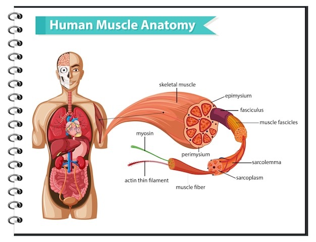 Gratis vector menselijke spieranatomie met lichaamsanatomie