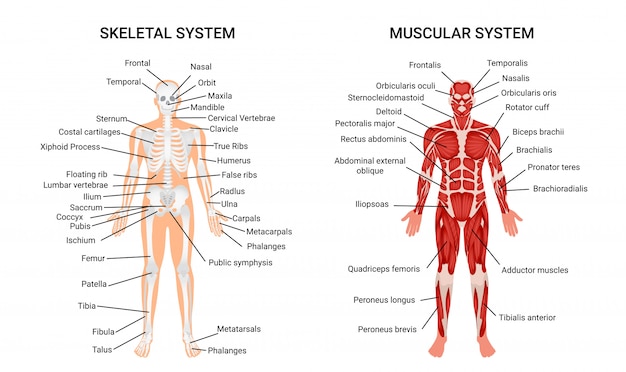 Gratis vector menselijke spierstelsel-systemen, informatieve poster