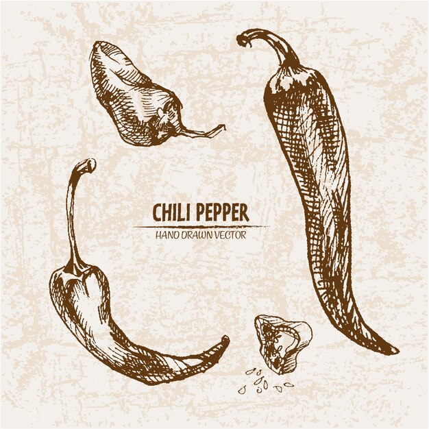 Met de hand getekende chili peper collectie