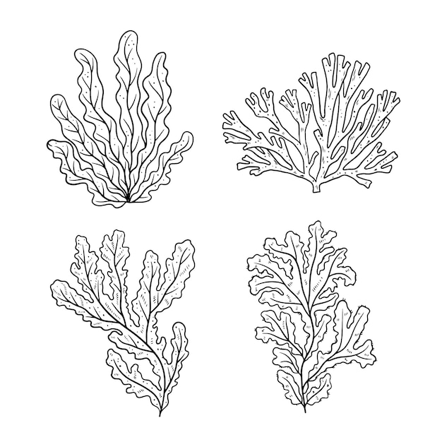 Gratis vector met de hand getekende illustratie van de omtrek van zeewier